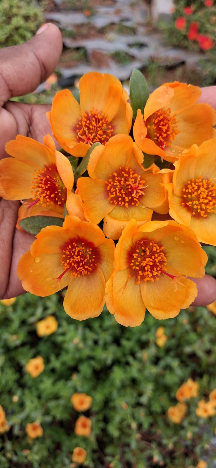 Jumbo Purslane